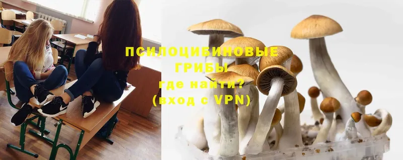 Галлюциногенные грибы Psilocybine cubensis  Западная Двина 